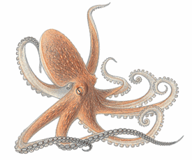 octopus-info1