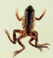 Frog with 4 legs
