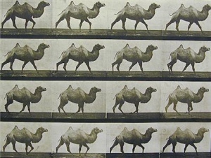 Eadweard Muybridge Camel
